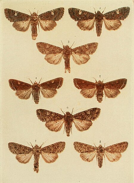 Tập_tin:Moths_of_the_British_Isles_Plate120.jpg