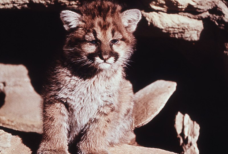 File:Moutain lion cub.jpg