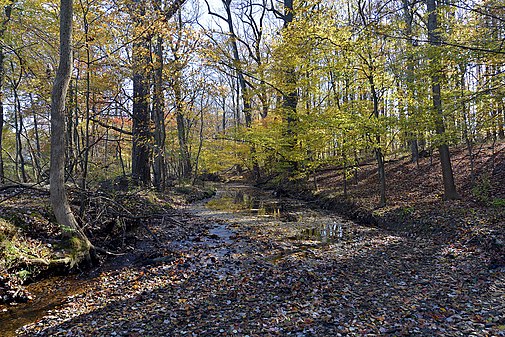 Muddy Branch Stream behind Morris Park, Gaithersburg, Maryland
