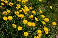 * Nomination Doronicum grandiflorum at the Mussen over Strajach, municipality Kötschach-Mauthen, district Hermagor, Carinthia / Austria / EU by Johann Jaritz --Hubertl 05:46, 19 December 2014 (UTC) * Promotion Good quality. --Uoaei1 11:54, 19 December 2014 (UTC)