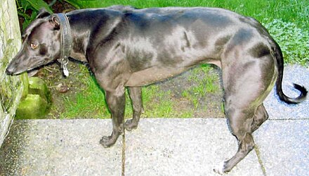 A bully whippet