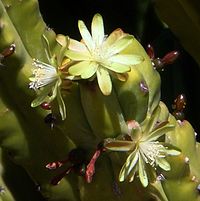 Myrtillocactus-geometrizans-20080330-2.jpg