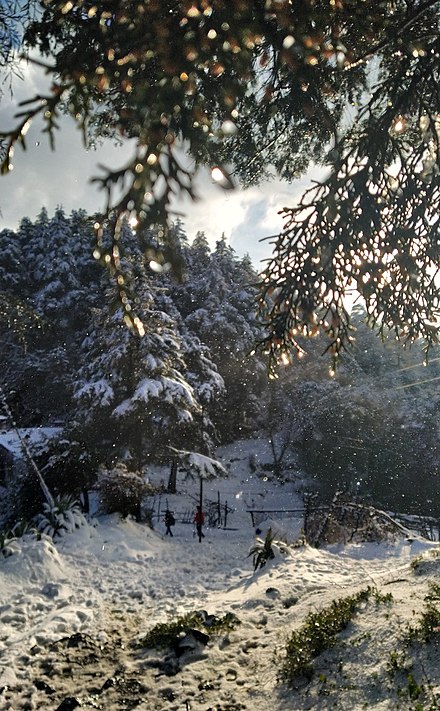 Forest in Nainital after snowfall (2020)