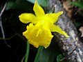 Narcissus munozii-garmendiae Flower 180109 SierraMadrona.jpg