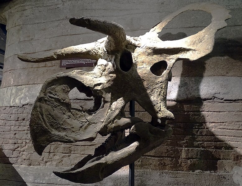 File:NasutoceratopsArizona.jpg