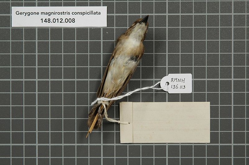 File:Naturalis Biodiversity Center - RMNH.AVES.136113 2 - Gerygone magnirostris conspicillata (Gray, 1859) - Acanthizidae - bird skin specimen.jpeg