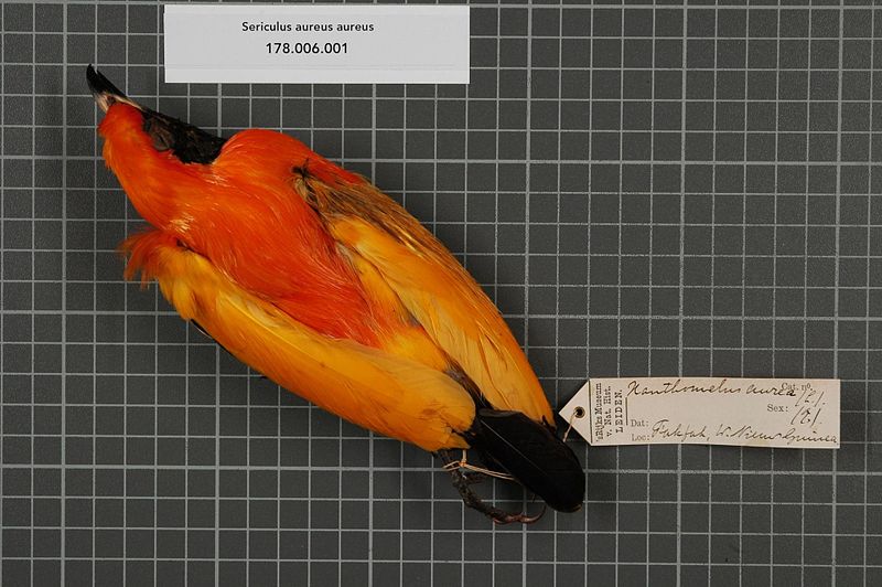 File:Naturalis Biodiversity Center - RMNH.AVES.143249 1 - Sericulus aureus aureus (Linnaeus, 1758) - Ptilonorhynchidae - bird skin specimen.jpeg