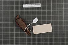 Центр биоразнообразия Naturalis - RMNH.AVES.160375 2 - Pytilia phoenicoptera phoenicoptera Swainson, 1837 - Estrildidae - образец кожи птицы. specimen.jpeg 