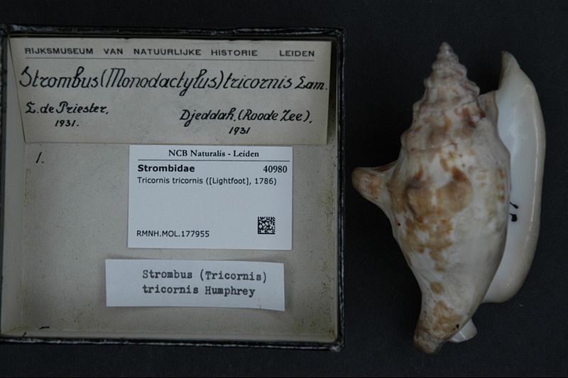 File:Naturalis Biodiversity Center - RMNH.MOL.177955 - Tricornis tricornis (-Lightfoot-, 1786) - Strombidae - Mollusc shell.jpeg