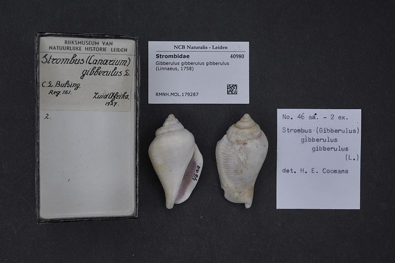 File:Naturalis Biodiversity Center - RMNH.MOL.179287 - Gibberulus gibberulus gibberulus (Linnaeus, 1758) - Strombidae - Mollusc shell.jpeg