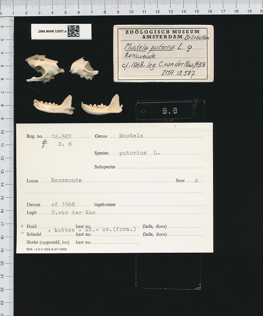 https://upload.wikimedia.org/wikipedia/commons/thumb/9/94/Naturalis_Biodiversity_Center_-_ZMA.MAM.12587.a_gen_-_Mustela_putorius_Linnaeus_-_skull.jpeg/853px-Naturalis_Biodiversity_Center_-_ZMA.MAM.12587.a_gen_-_Mustela_putorius_Linnaeus_-_skull.jpeg