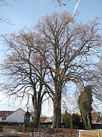 2 linden trees