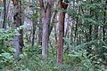 Deutsch: Naturpark Märkische Schweiz.