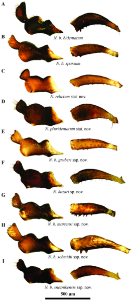 File:Nemastoma (10.5852-ejt.2021.777.1561) Figure 6.png