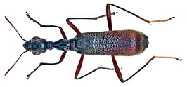 Neocollyris orichalcina