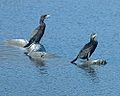 Neotropic Cormorants, Bosque del Apache