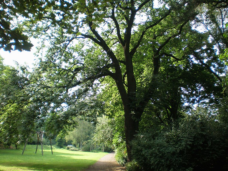 File:Neue Neustadt, Magdeburg, Germany - panoramio.jpg