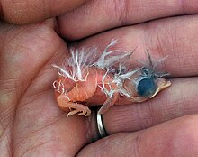 Nestling grasshopper sparrow within an hour or so of hatching (handled as part of permitted research) at the Konza Prairie, Kansas. Newly-hatched Grasshopper Sparrow.jpg