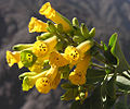 Nicotiana glauca