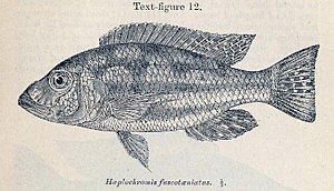 Nimbochromis fuscotaeniatus, drawing from the first description by Charles Tate Regan