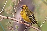 Thumbnail for Northern masked weaver