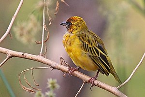 Golden-coat weaver (Ploceus taeniopterus), males in transition dress