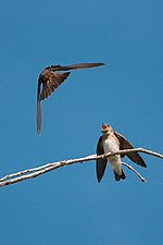 Thumbnail for File:Northern rough-winged swallows 6934.jpg