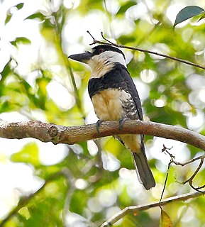 Guianan puffbird Species of bird