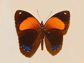Nymphalidae açıklaması - Callicore eunomia.JPG image.