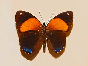 Nymphalidae - Callicore eunomia.JPG -kuvan kuvaus.