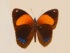 Nymphalidae - Callicore eunomia.JPG