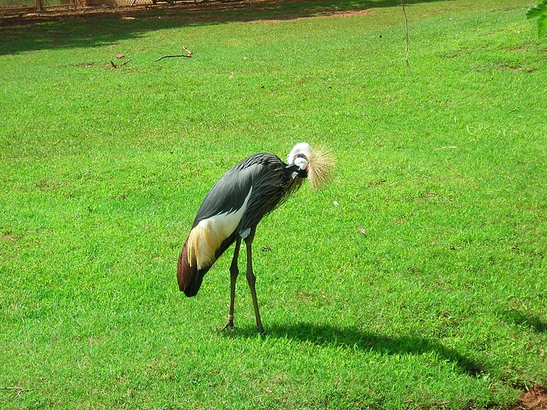 File:OKC Zoo May 2007 - 59 (497214242).jpg