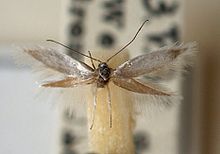 Ocnerostoma.piniariella.mount.jpg