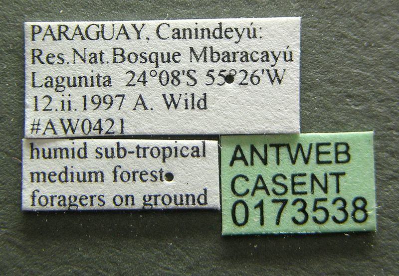 File:Odontomachus meinerti casent0173538 label 1.jpg