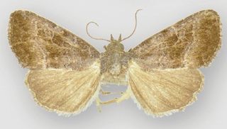 <i>Ogdoconta fergusoni</i> Species of moth