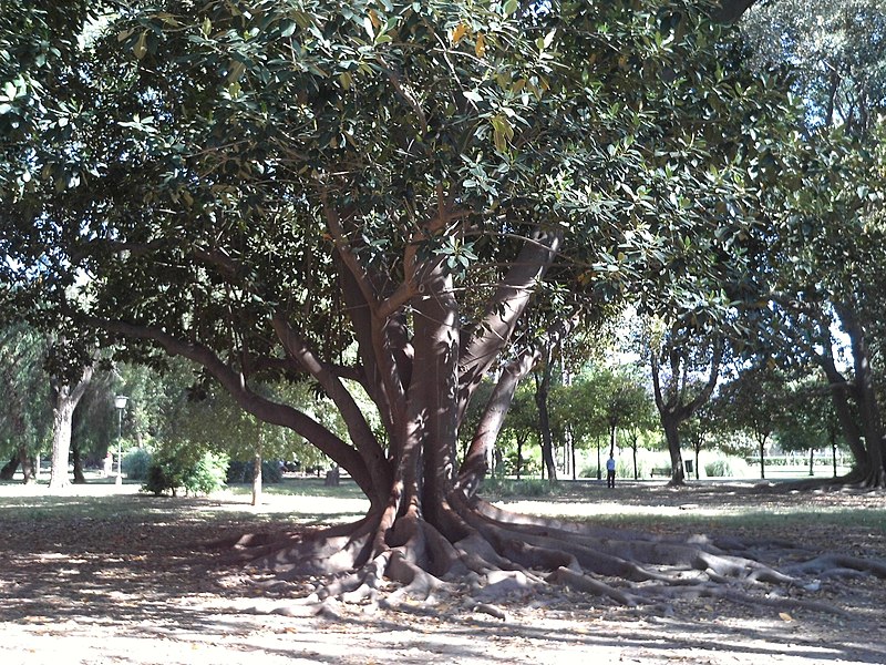 File:Ombú en el Parque de los Príncipes.JPG