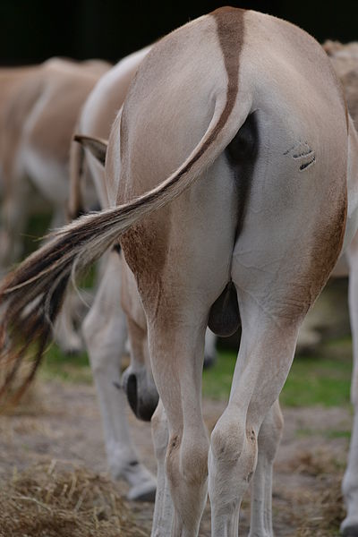 File:Onager (7468661404) (2).jpg