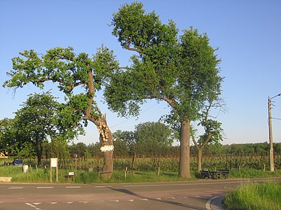 Hoe gaan naar Onze-Lieve-Herenboom met het openbaar vervoer - Over de plek