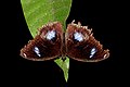* Nomination Open wing Basking of Hypolimnas bolina (Linnaeus, 1758) - Great Eggfly ( Male) --Sandipoutsider 01:19, 14 February 2023 (UTC) * Decline  Oppose Sorry, similar issue to the other one. --Mike Peel 20:15, 19 February 2023 (UTC)