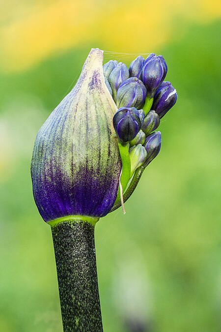 Fail:Opengebarsten bloemknop van een Agapanthus 'Senna'. 11-07-2021. (d.j.b) 02.jpg