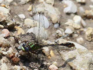 <i>Ophiogomphus australis</i> Species of dragonfly