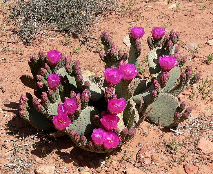 File:Opuntia basilaris 8.jpg