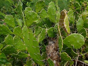 Opuntia monacantha