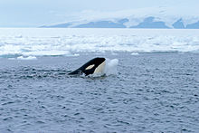 An orca plays with a ball of ice, soon after a researcher threw a snowball at the whale. Orca with iceball cropped.JPG