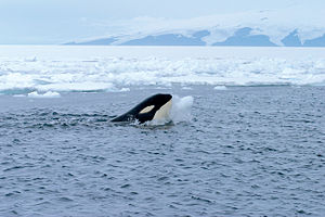 Orcinus Orca