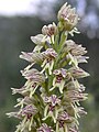 Orchis galilaea Israel - Judean Mountains
