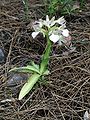 Anacamptis papilionacea var. alba Rhodes