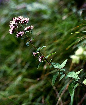 Origanum