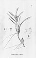 Ornithidium pendens (as syn. Maxillaria rigida) plate 13 in: Alfred Cogniaux: Flora Brasiliensis vol. 3 pt. 6 (1904-1906)
