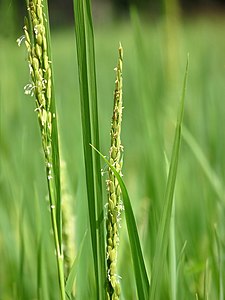 Detalle dunha planta de arroz que mostra flores agrupadas en panículas. As anteras masculinas sobresaen no aire onde poden dispersar o seu pole.